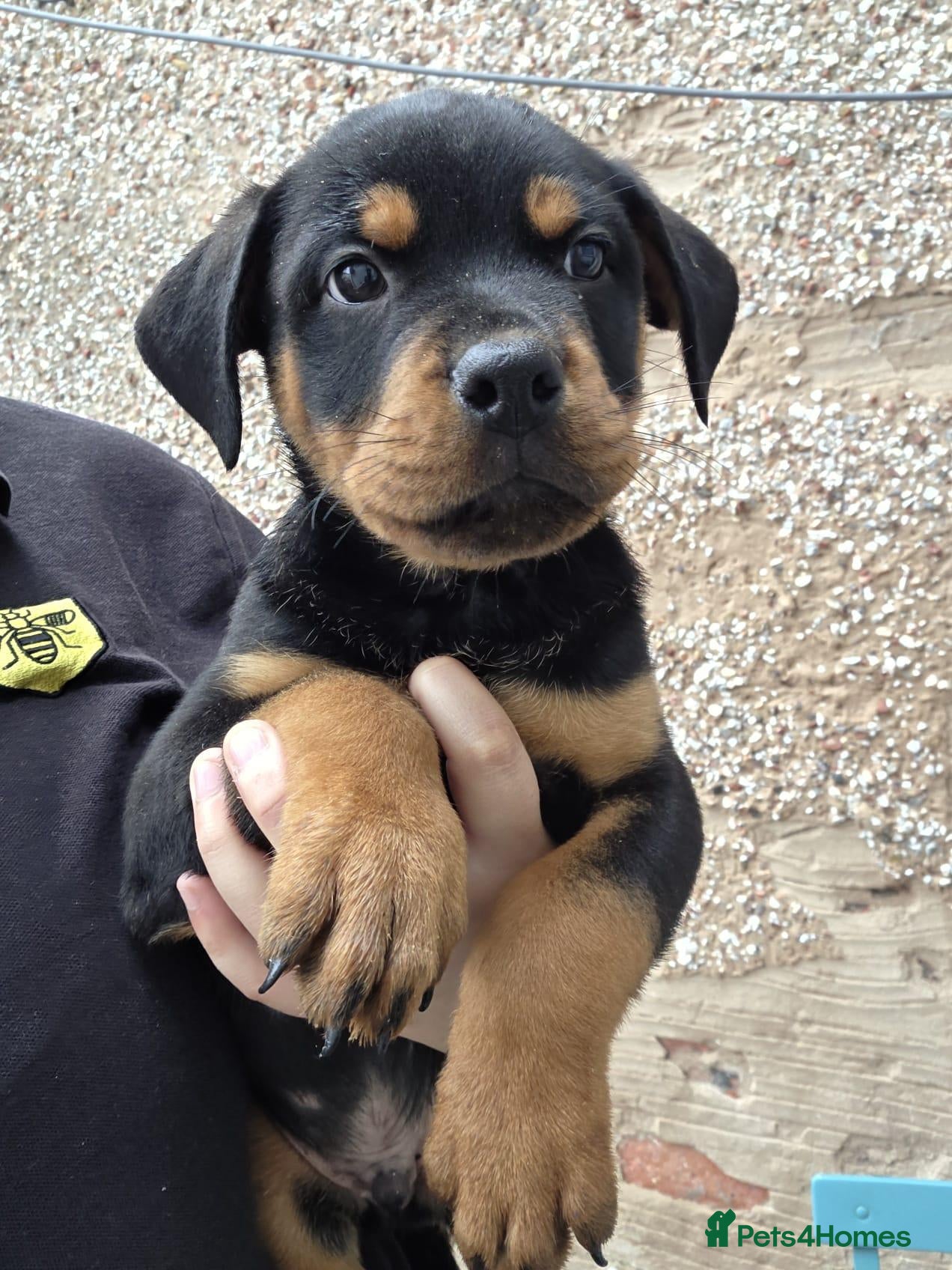 Rottweiler dogs Rottweiler - Advert 1