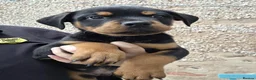 Rottweiler dogs for sale: 🐶 Beautiful Rottweiler Puppies - Advert 1