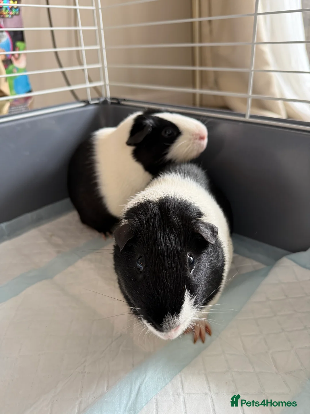 Guinea Pig rodents for sale: 2 male guinea pigs (father and son) FREE in Maidstone - Advert 2