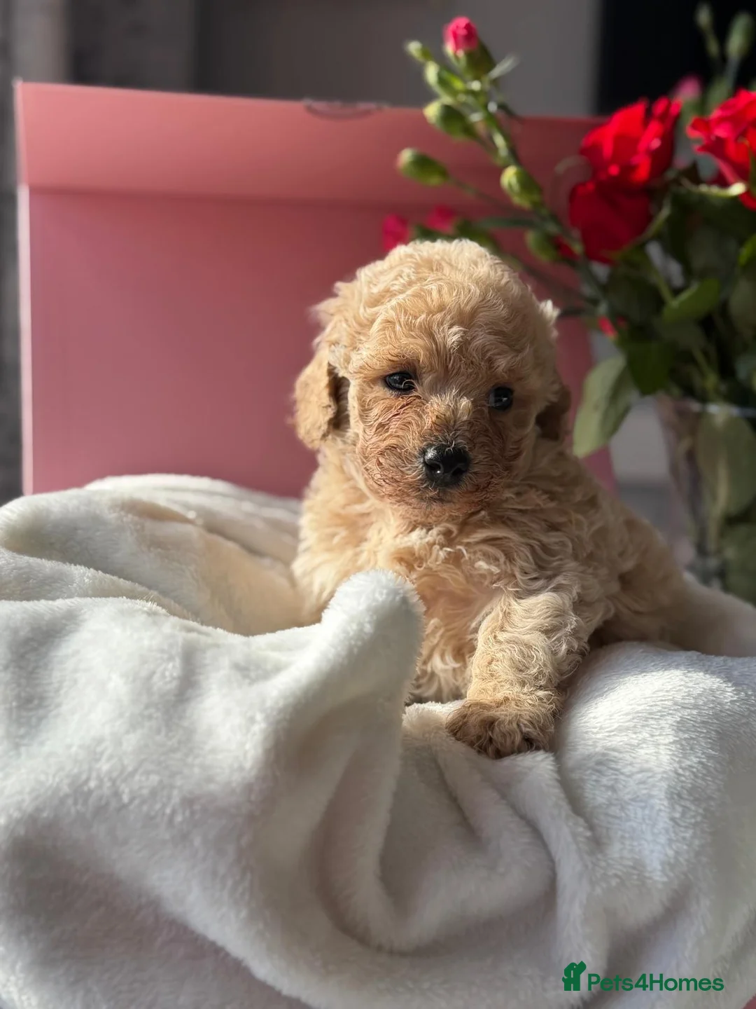 Poochon dogs for sale: Poochon puppies 🩷🩵🐩 - Advert 4