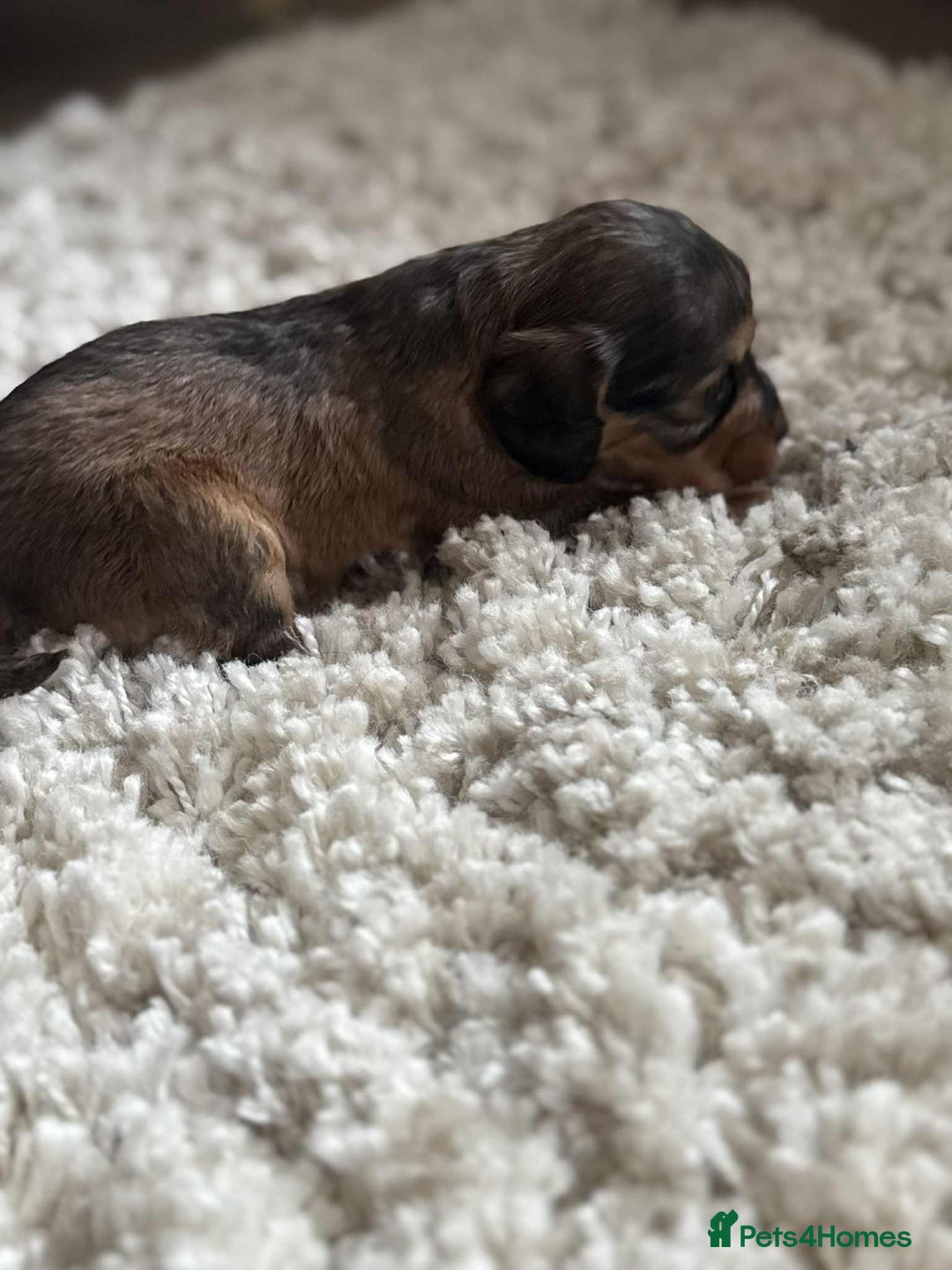 Cockapoo dogs for sale: Cockapoo F1B STUNNING COLOURS 4 available - Advert 6