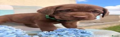 Labrador Retriever 4