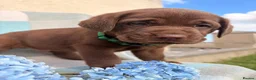 Labrador Retriever dogs for sale: ⭐️ KC Registered Chocolate Lab Puppies ⭐️ - Advert 10