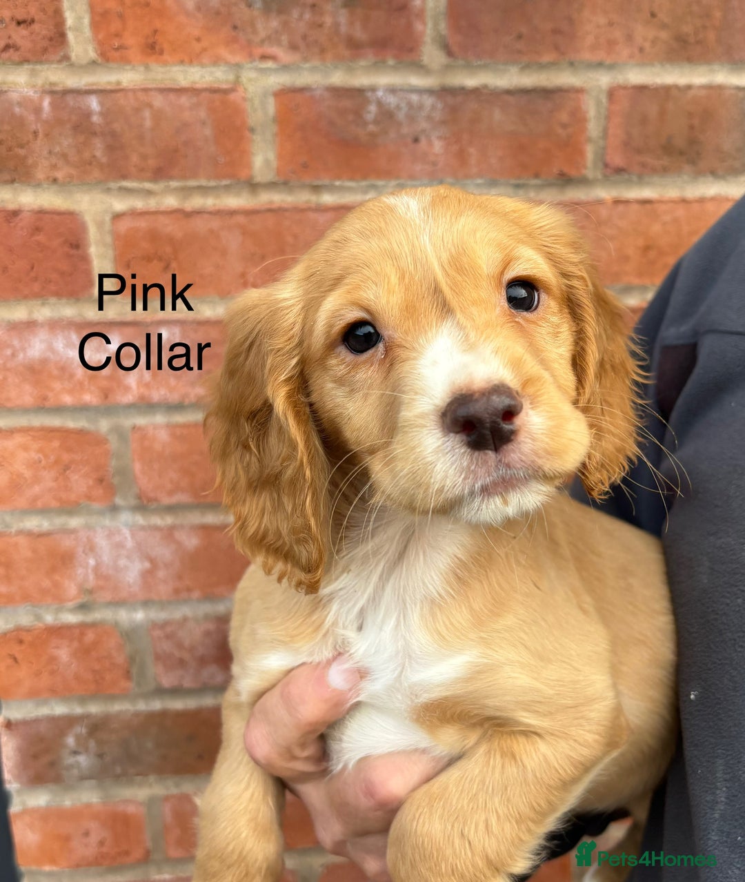 Cocker Spaniel dogs for sale: Ready Now - Cocker spaniel puppies - Image 8