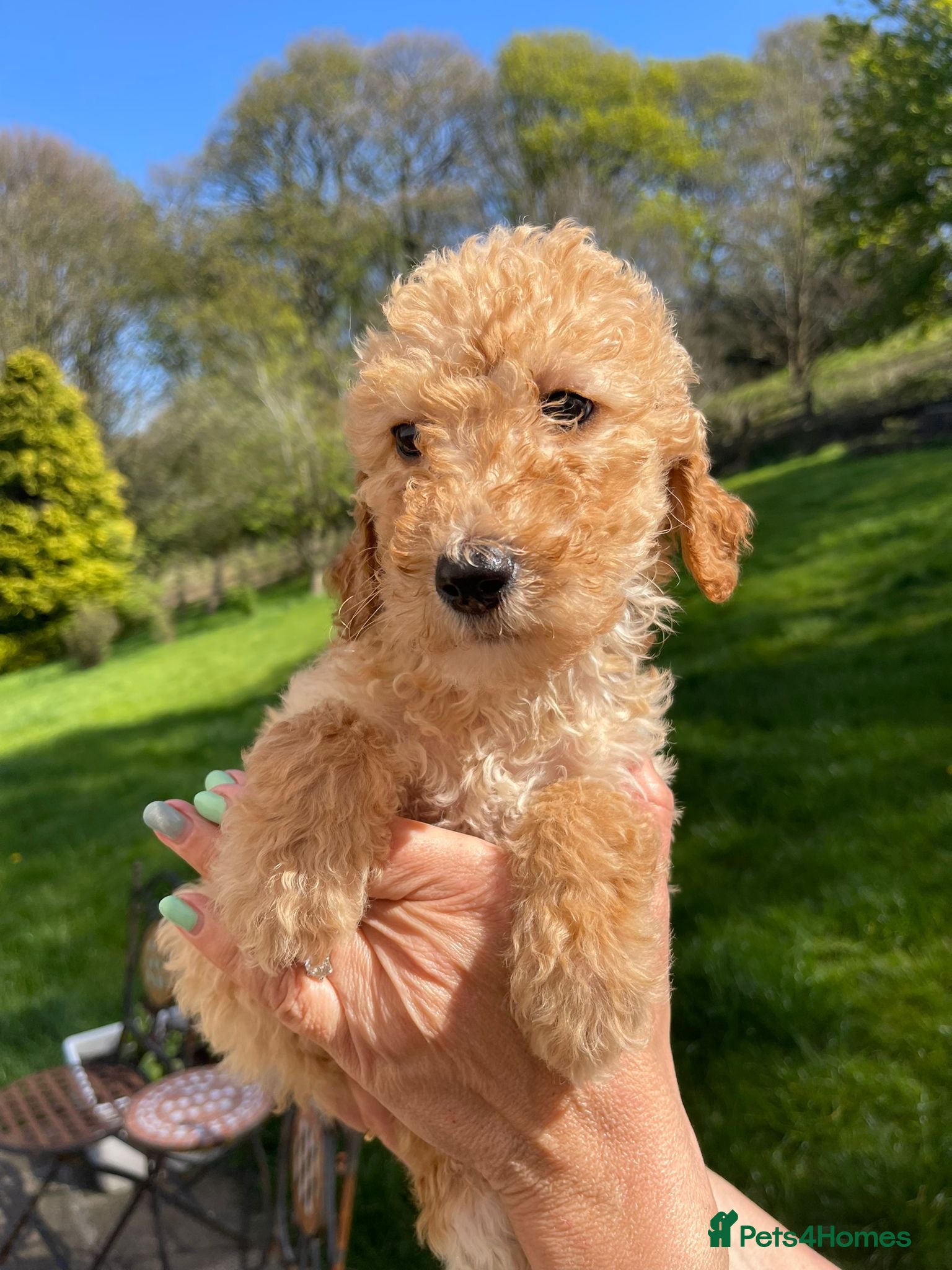 Irish Doodle dogs F1B Stunning Irish doodles - Advert 2