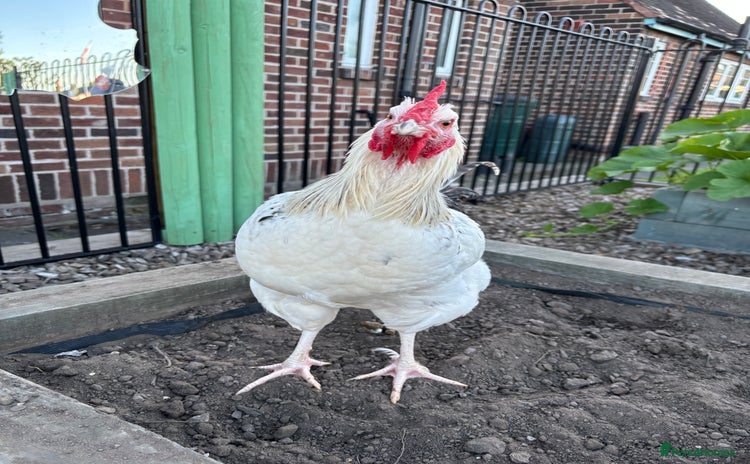 Chickens poultry - Advert 1