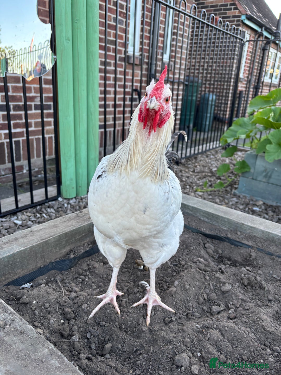 Chickens poultry for sale: Cockerel  - Image 1