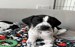 Pointer dogs for sale: ⭐️ LAST 3 PUPS REMAINING!⭐️ - Image 2