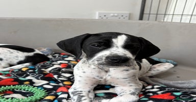 Pointer dogs - Advert 2