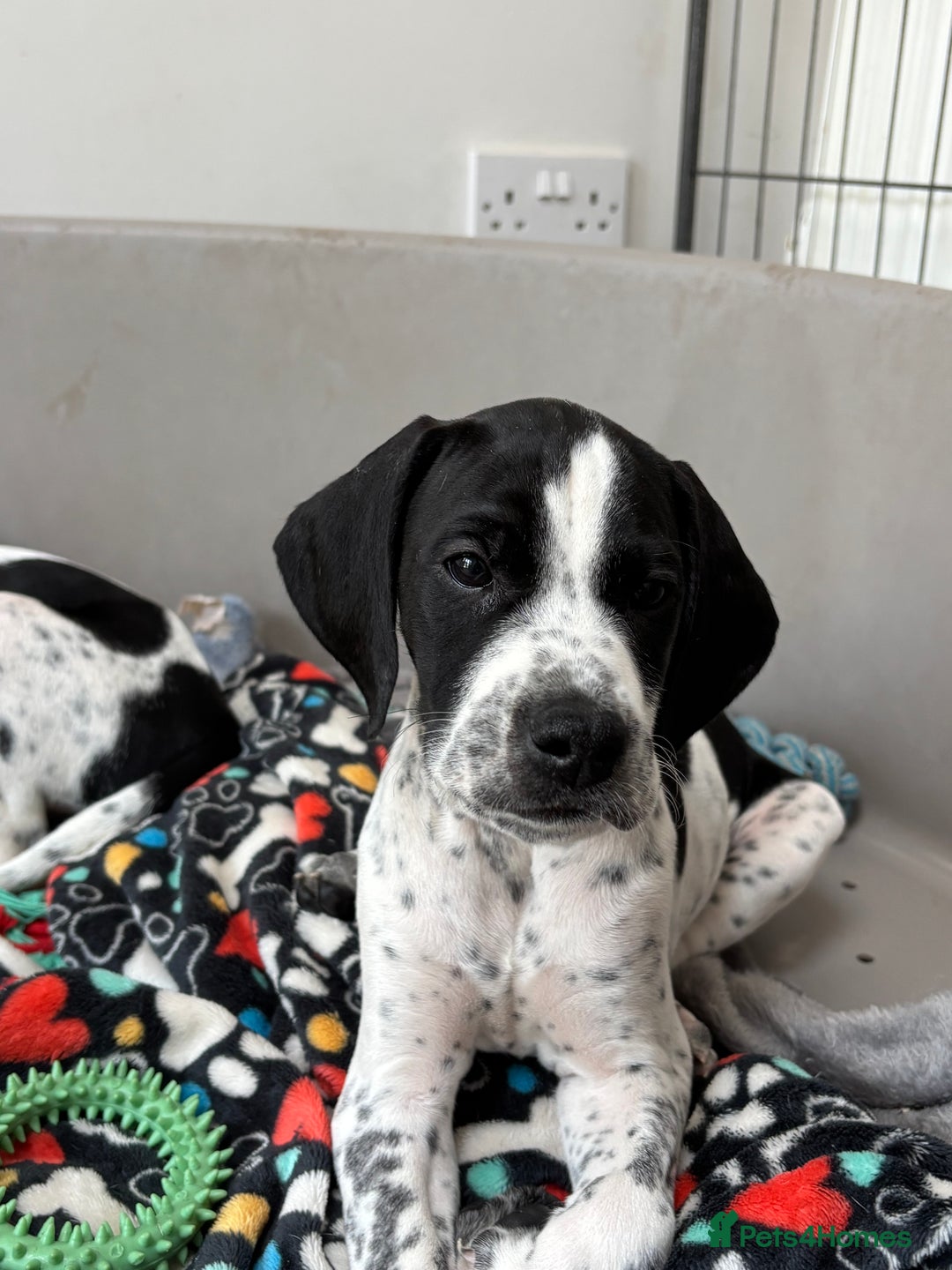 Pointer dogs for sale: ⭐️ LAST 3 PUPS REMAINING!⭐️ - Image 2