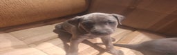 Mixed Breed dogs for sale: Blue staff whippet Cross  - Advert 11