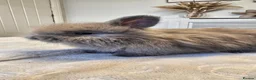 Angora rabbits for sale: 9 beautiful angora babies ready now - Advert 15