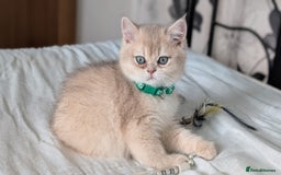 British Shorthair cats for sale: One lovely girl and three handsome boys  - Image 22