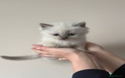 Ragdoll cats for sale: pedigree Ragdoll kittens - champion blood lines  - Image 6