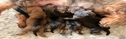 Dachshund dogs for sale: Amazing wirehaired dachshunds puppies  - Advert 6