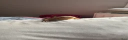 Bearded Dragon reptiles for sale: Female bearded dragon  in Cleckheaton - Advert 4