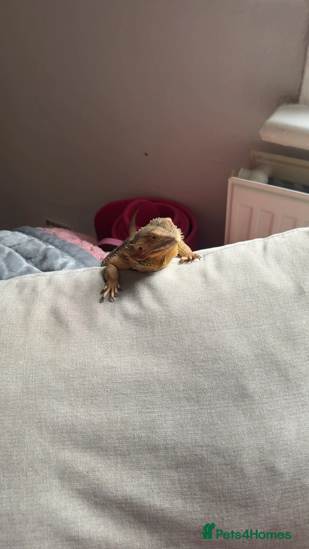 Bearded Dragon reptiles for sale: Female bearded dragon  in Cleckheaton - Advert 4