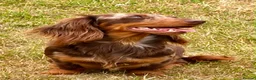 Miniature Dachshund dogs for sale: KC champion lines miniature LH dachshunds  - Advert 14