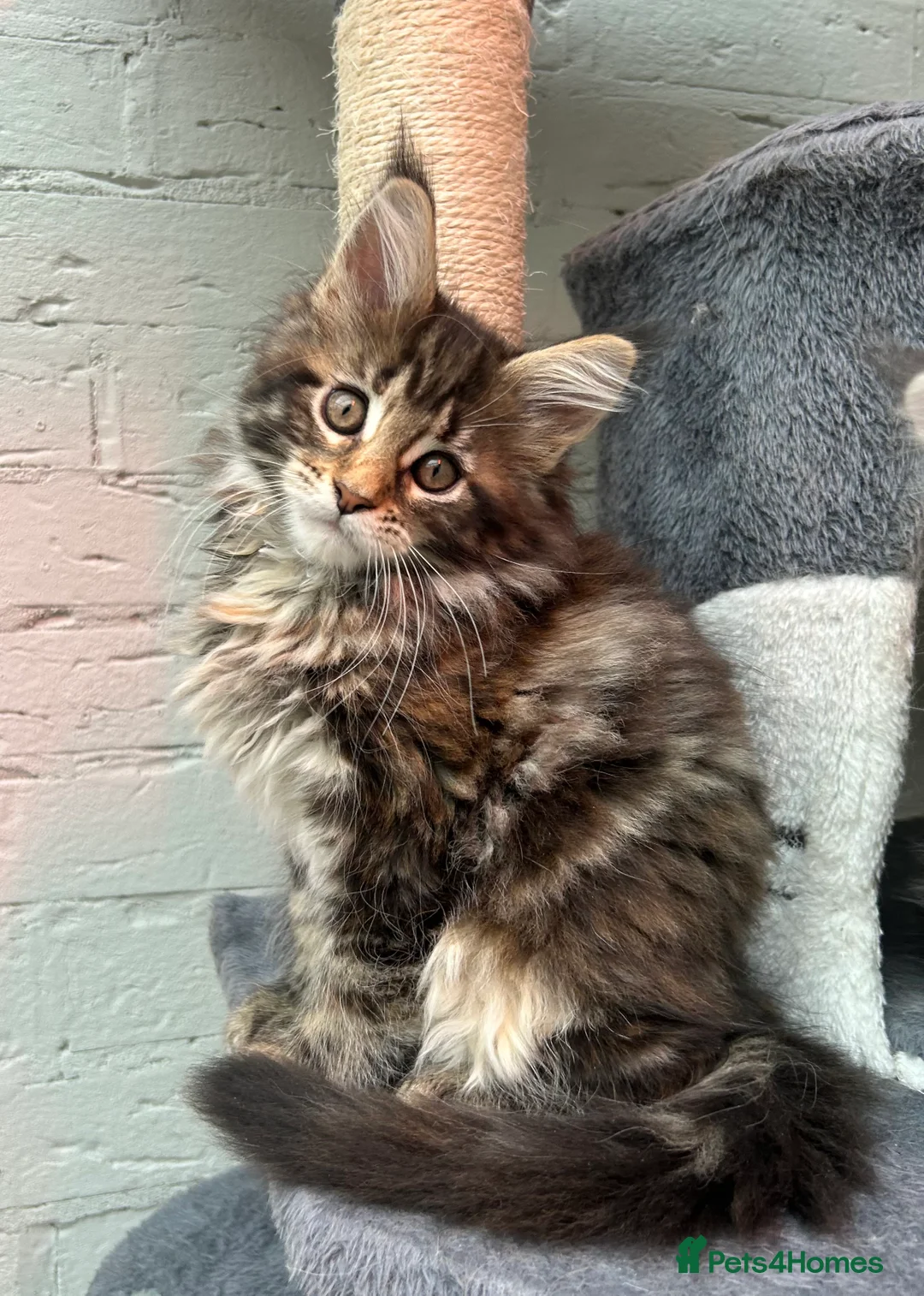 Maine Coon cats for sale: TICA reg Pedigree Maine Coon Kittens  - Advert 3
