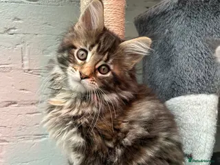 Maine Coon cats TICA reg Pedigree Maine Coon Kittens - Advert 12