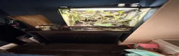 Frog reptiles for sale: Amazon milk frog with full bioactive VIV  - Advert 10