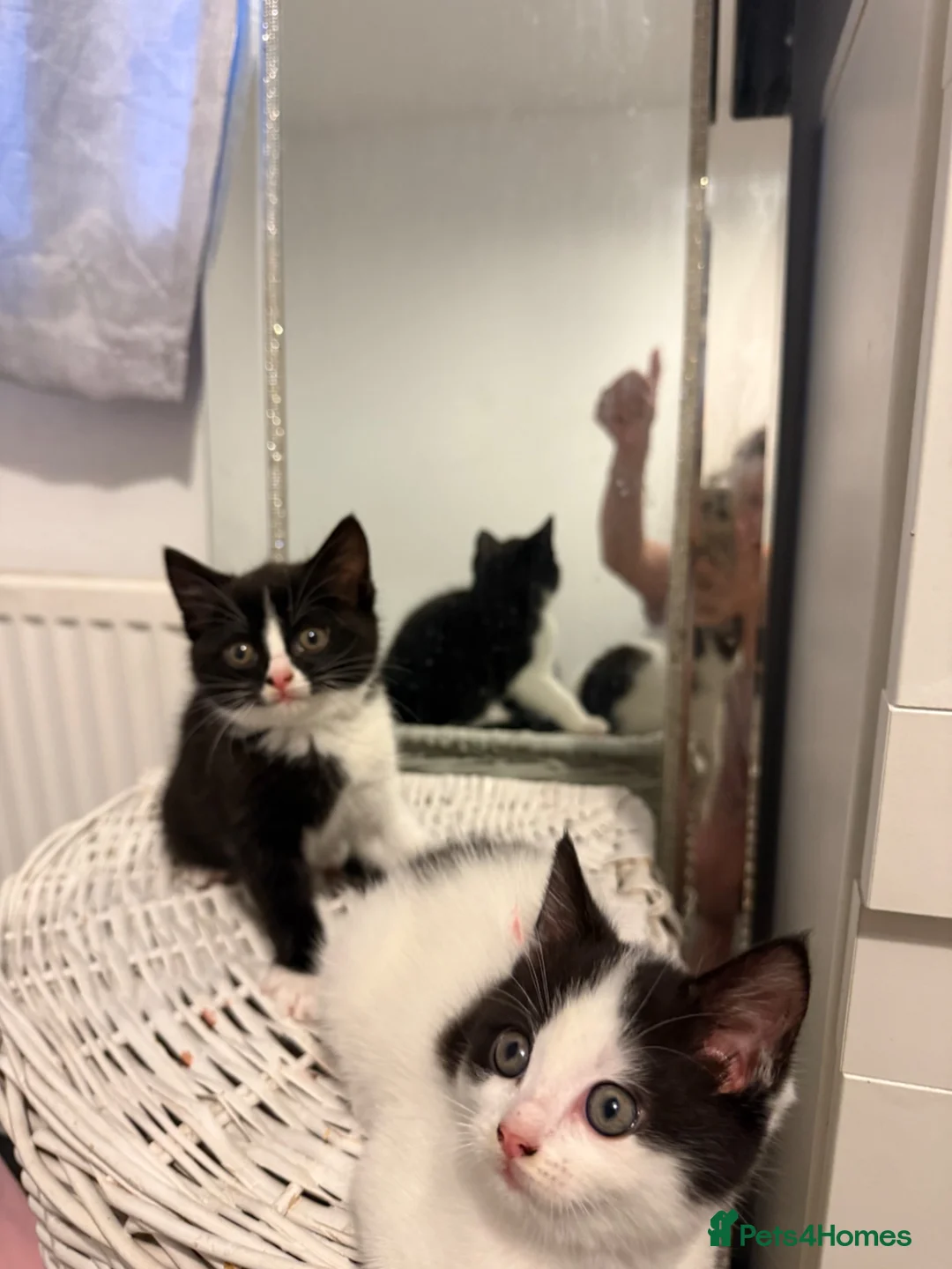 Ragdoll cats for sale: Beautiful 8 Week Old Kittens – Ready to leave  - Advert 2