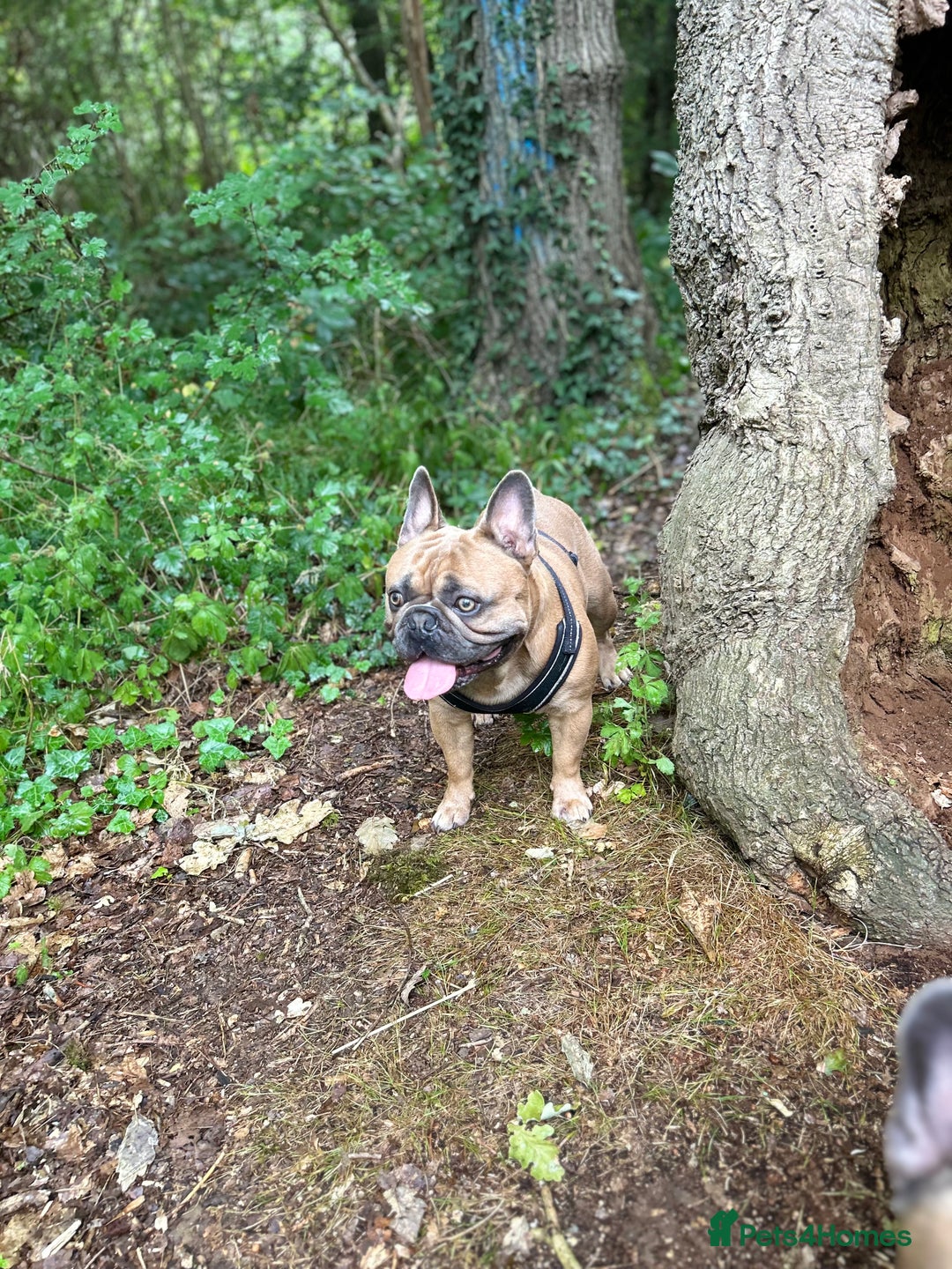 French Bulldog dogs for sale: 2 year old French bulldog  - Advert 3