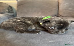 Mixed Breed dogs for sale: 5 x French Pomerdogs - Image 6