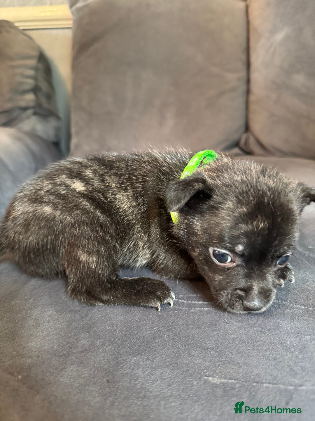 Mixed Breed dogs for sale: 5 x French Pomerdogs - Image 6