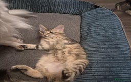 Maine Coon cats for sale: Maine Coon (parents not registered) READY TO LEAVE - Image 20