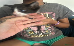 Mixed Breed cats for sale: Beautiful Kittens  - Image 6