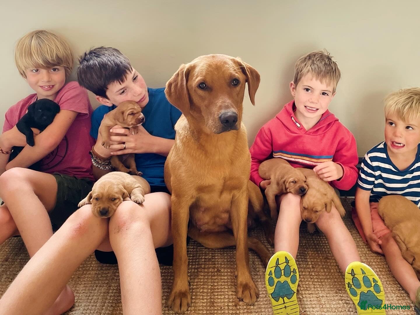 Mixed Breed dogs Fox red Labrador/vizsla/springer  - Advert 2