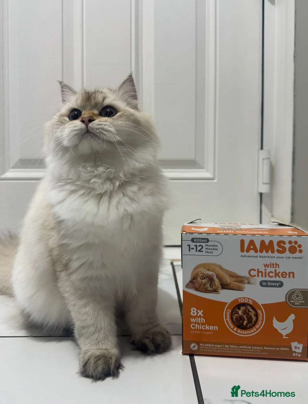 British Longhair cats for sale: British longhair  - Advert 2