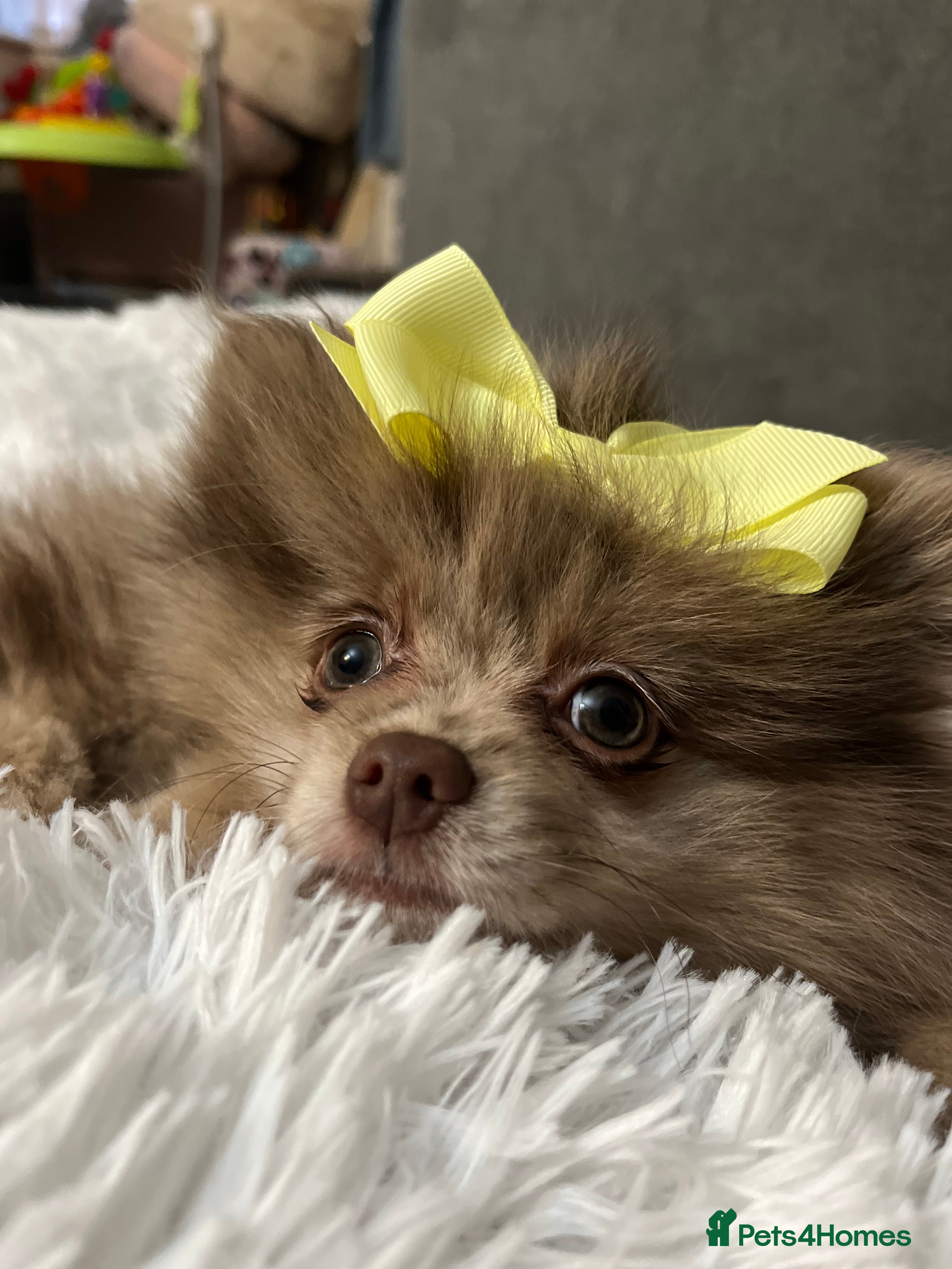 Pomeranian dogs READY NOW Super fluffy merle Pomeranian girl  - Advert 2