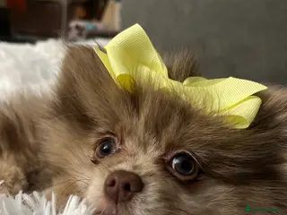 Pomeranian dogs READY NOW Super fluffy merle Pomeranian girl - Advert 2