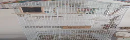 Budgerigars birds for sale: Budgie, complete with cage. in Worcester - Advert 3
