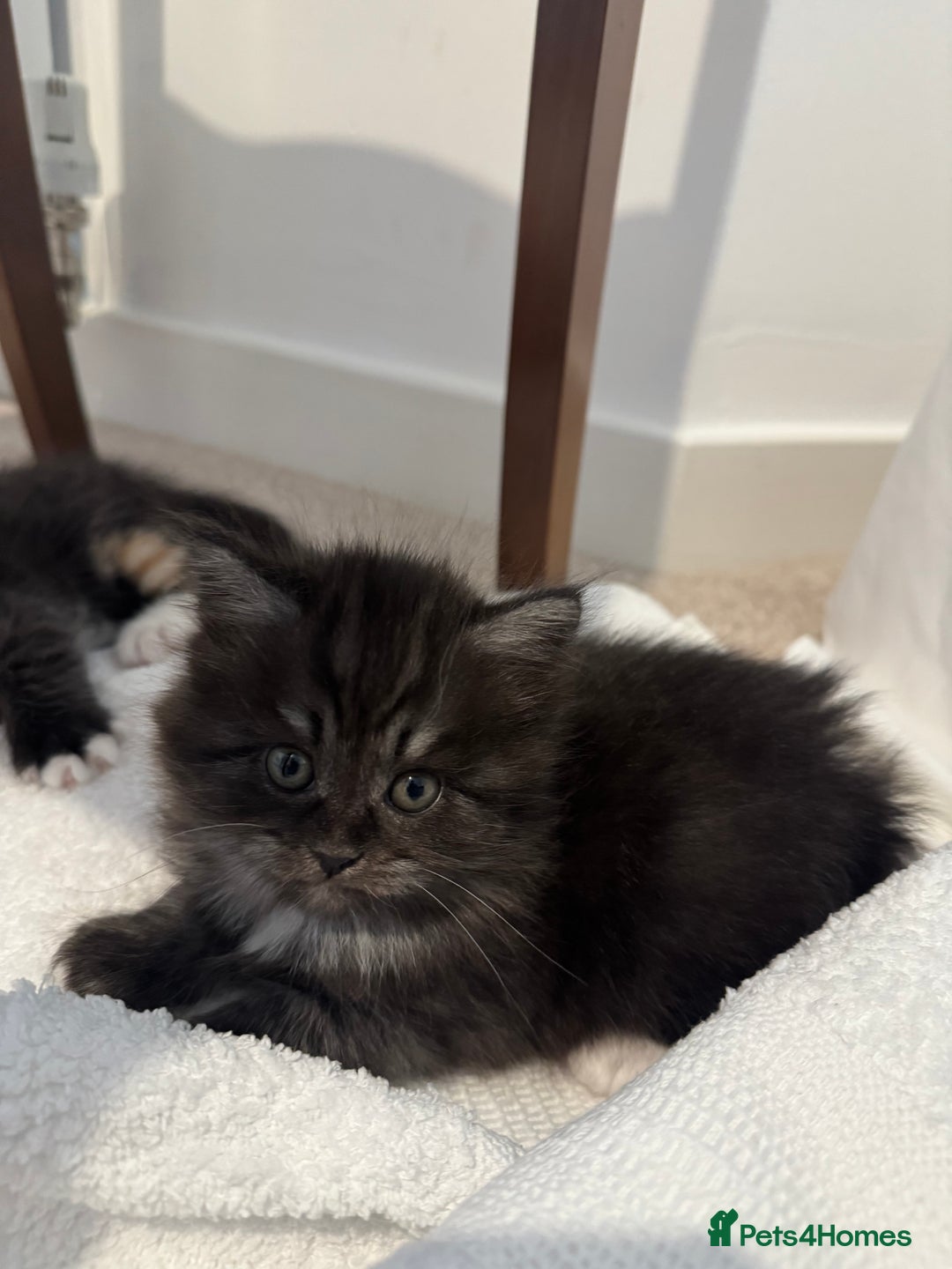 Mixed Breed cats for sale: Half blood British Shorthair Kittens - Advert 9