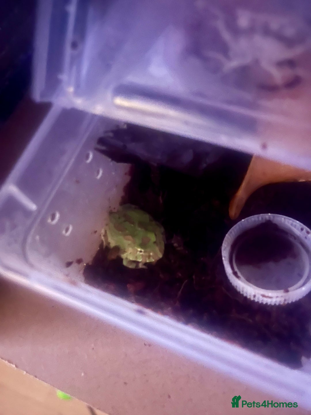 Frog reptiles for sale: Baby PAC Man frogs - Advert 5
