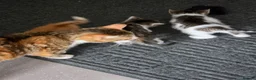 Mixed Breed cats for sale: 4 weeks old kittens in Darlington - Advert 9