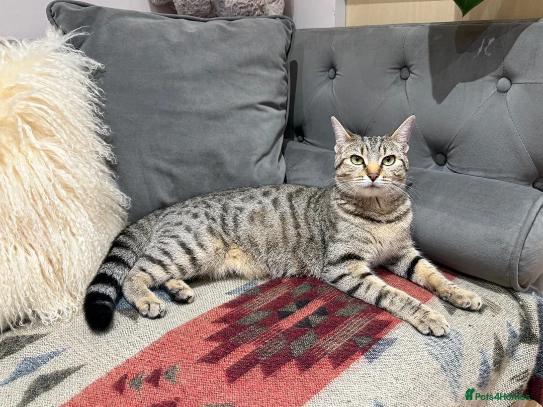 Mixed Breed cats for sale: Kittens - Advert 1