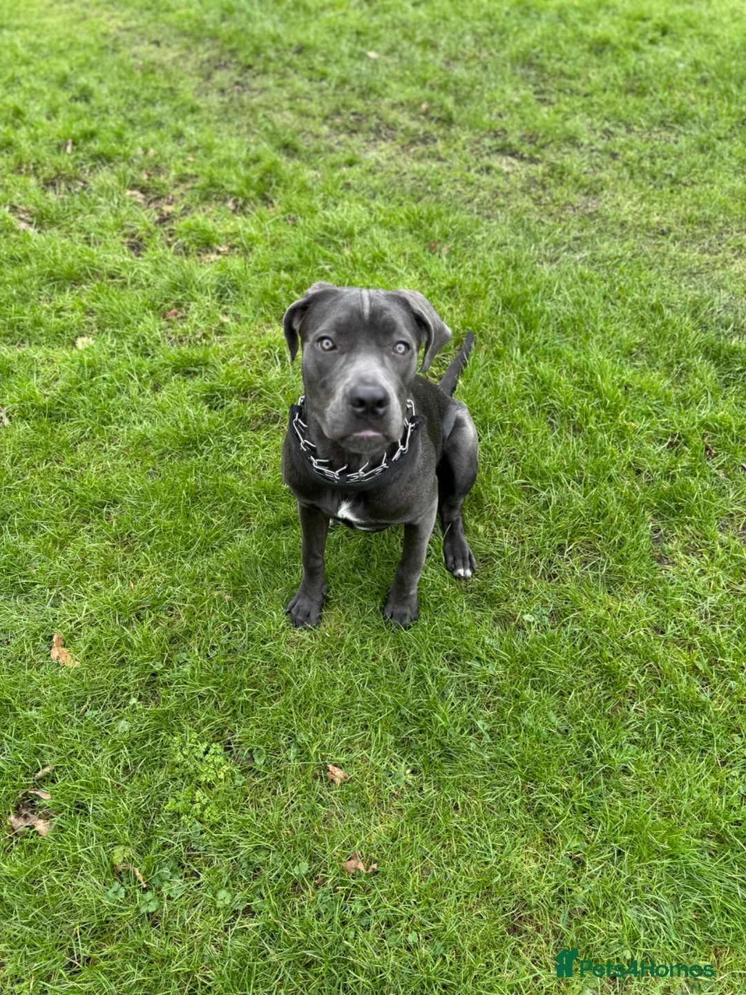 Cane Corso dogs for sale: Cane corso pups  - Advert 2