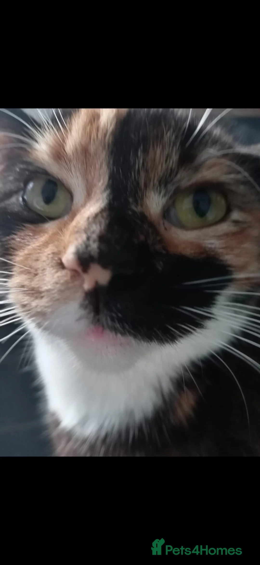 Mixed Breed cats for sale: Tortieshell 7 month old kitten - Advert 6