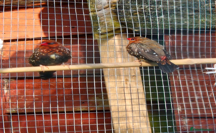 Finches birds - Advert 9