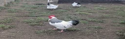 Geese poultry for sale: Call ducks, Light Sussex, Faverolle, Aracaunas,Wel - Advert 3