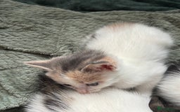 Mixed Breed cats for sale: 5 Adorable Fluffy White Playful Kittens  - Image 10