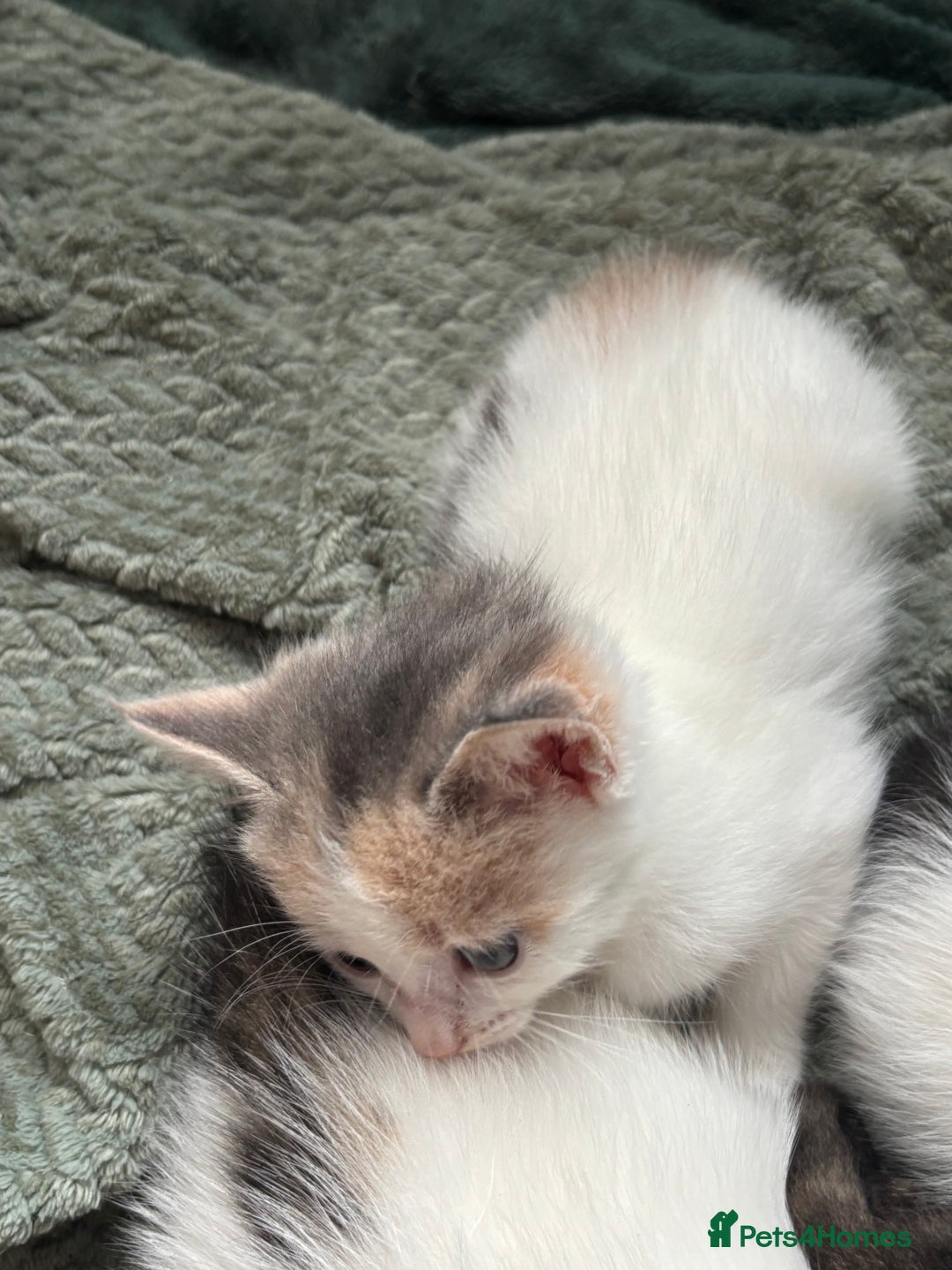 Mixed Breed cats for sale: 5 Adorable Fluffy White Playful Kittens  - Image 10