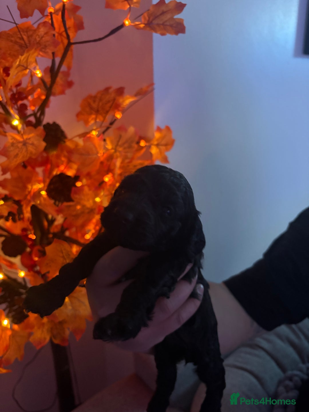 Sproodle dogs for sale: F2 Sproodle Puppies - Image 20