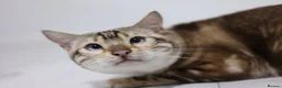 Bengal cats for stud: GANDALF Snow Mink Blue Carrier Russia Lines in Gateshead - Advert 4