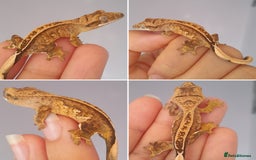 Gecko reptiles for sale: Baby crested geckos for sale  - Image 3