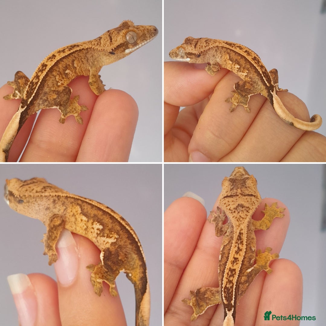 Gecko reptiles for sale: Baby crested geckos for sale  - Image 3